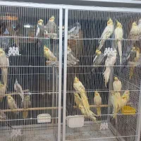 عروس هلندی مینا شاه طوطی قیمت مناسب