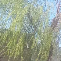 کلیه خدمات باغبانی کندن کاشتن حرس درختان میوه ویاس