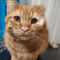 واگذاری همدمِ زیبا|گربه|نیشابور, کوی فرهنگیان|دیوار