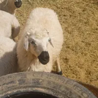 بره ماده معامله ای با مرغ وبز