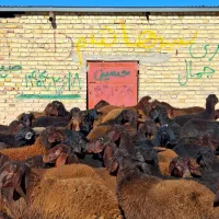 مال درجه یک