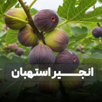 نهال انجیر با رشد سریع و محصول پایدار