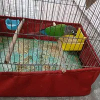 طوطی گرینچیک نر مست|پرنده|شوشتر, |دیوار