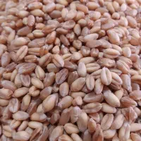 گندم آبی بوجاری شده پیشگام