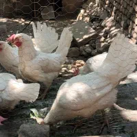 مرغ تخم گذار