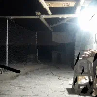 گمشده سگ خانگی