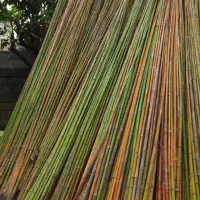 نی خیزران|گل و گیاه طبیعی|محلات, |دیوار