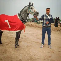 نریون عرب کرد