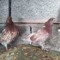 جوجه گره تعادلی|پرنده|میناب, |دیوار