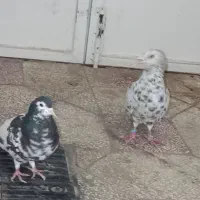 کفترا پرشی جفتگا هستن  فروشی|پرنده|سبزوار, امیر کبیر|دیوار