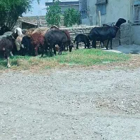فروشی 10عدد گوسفند بره دار افشاراصل گلچین شده