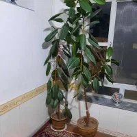 گل فیکوس
