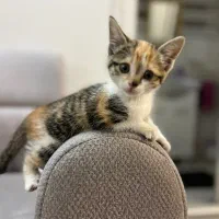 واگذاری گربه DSH
