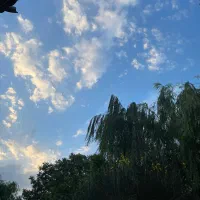طلا پیدا شده