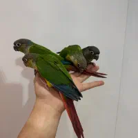 سه عدد جوجه گرینچیک رام دونه خور|پرنده|بندر انزلی, معلم|دیوار