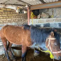 اسب|اسب و تجهیزات اسب‌سواری|تهران, لویزان|دیوار