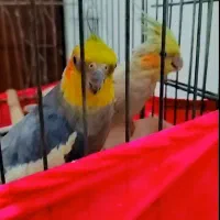 فروش عروس هلندی