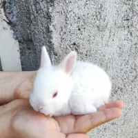 بچه خرگوش ها و یک عدد نر بالغ
