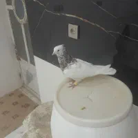 طوقی سرونج نر