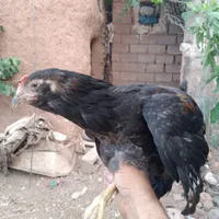 بچه خروس گلین