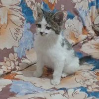 واگذاری رایگان بچه گربه شهرک گلستان