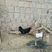 خروس محلی|حیوانات مزرعه|ارژن, |دیوار