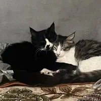 واگذاری دوتا بچه گربه نرو ماده