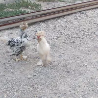 دو عدد مرغ کردستانی به فروش میرسد|حیوانات مزرعه|رومشکان, |دیوار