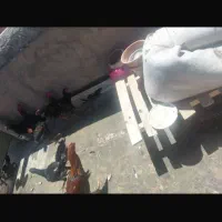 خروس لاری