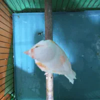 قناری ماده موزائیکی