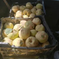 به زرد ودرشت|خوردنی و آشامیدنی|شیراز, گلشن|دیوار