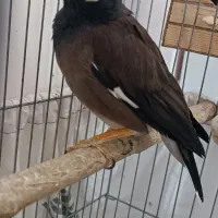 مرغ مینای سخنگو|پرنده|جوانرود, |دیوار