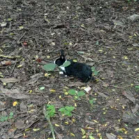 خرگوش|موش و خرگوش|سیاهکل, |دیوار