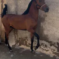 5 عدد اسب نژاد دار و سر و دم گیر