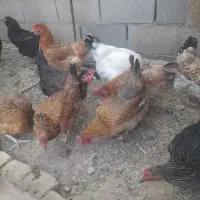 مرغ تخم گذار