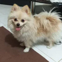 پامرین|سگ|محمدشهر, محمدشهر|دیوار