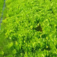 نشا   کاهو پیچ|گل و گیاه طبیعی|تاتار علیا, |دیوار