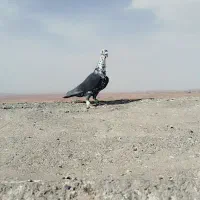 بزک|پرنده|مشهد, کوی پلیس|دیوار