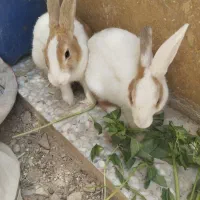 یک جفت خرگوش
