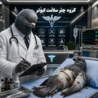کفتر رنگی شهرستانی آلمانی پلاکی طوقی