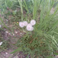 فروش زمین با حصار در دهبکری