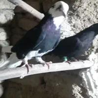شاه کفتر