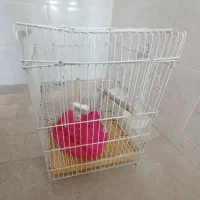 قفس عروس هلندی