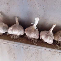 سیر مغان|عمده‌فروشی|پارس‌آباد, |دیوار