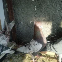 کفتر|پرنده|تربت جام, شاهد|دیوار