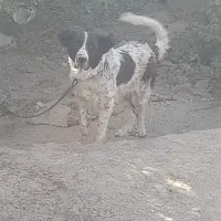 توله لاس یک سال نیمه|سگ|زنده رود, |دیوار