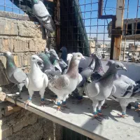 دسته پلاکی|پرنده|شیراز, کوشک میدان|دیوار