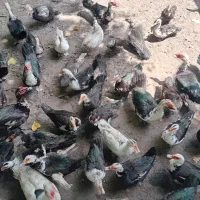 فروش اردک اسراییلی