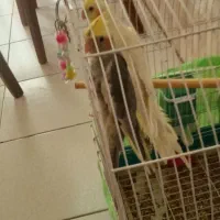 عروس هلندی
