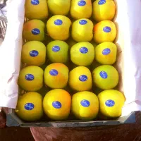 سیب فوق العاده خوشمزه ۳۸ جعبه دو ردیفی هست|خوردنی و آشامیدنی|صفائیه, |دیوار